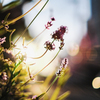 逆光の中の花