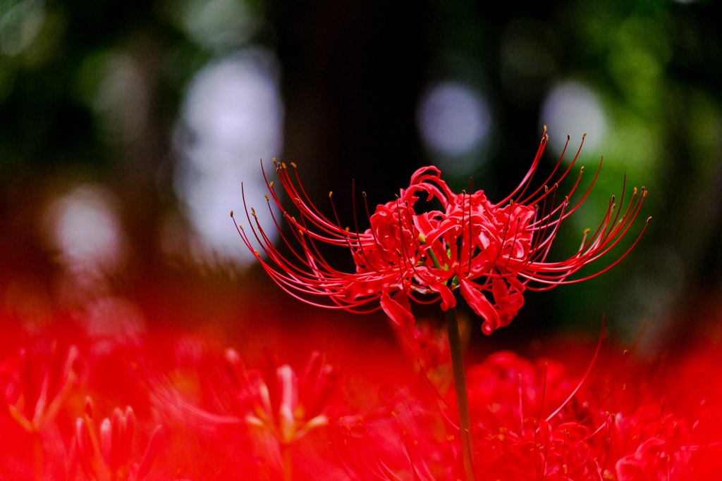 彼岸花