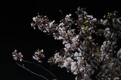 夜桜