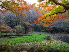 泉自然公園の紅葉