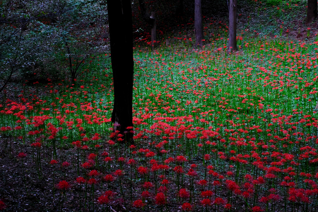 彼岸花の森