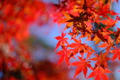 紅葉と青空