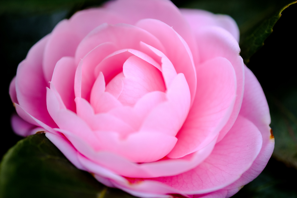 お花の接写