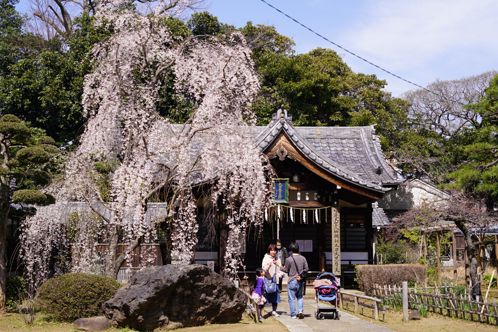 宇賀桜
