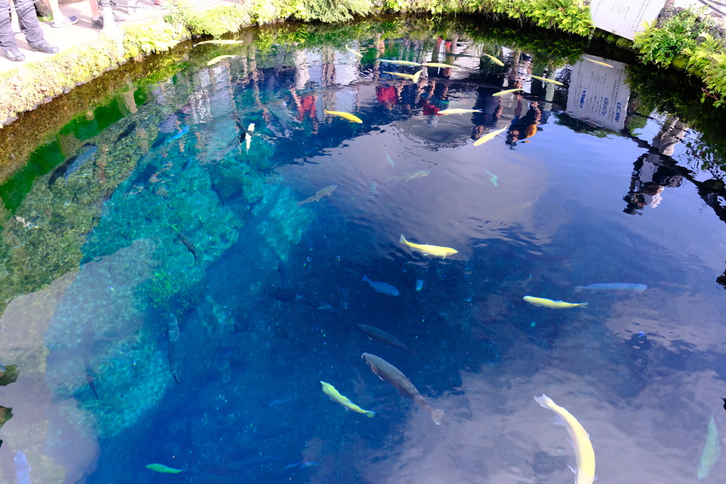 忍野八海の池