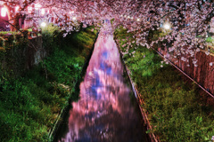 川の桜流れ