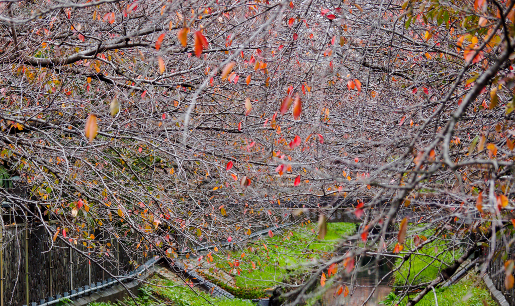 枯れ木も秋の賑わい
