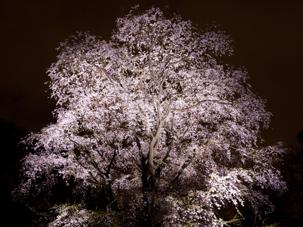 六義園の桜