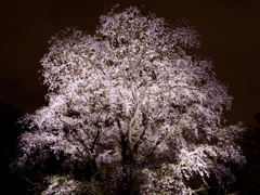 六義園の桜