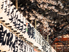 浅草寺の提灯と桜