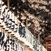 浅草寺の提灯と桜