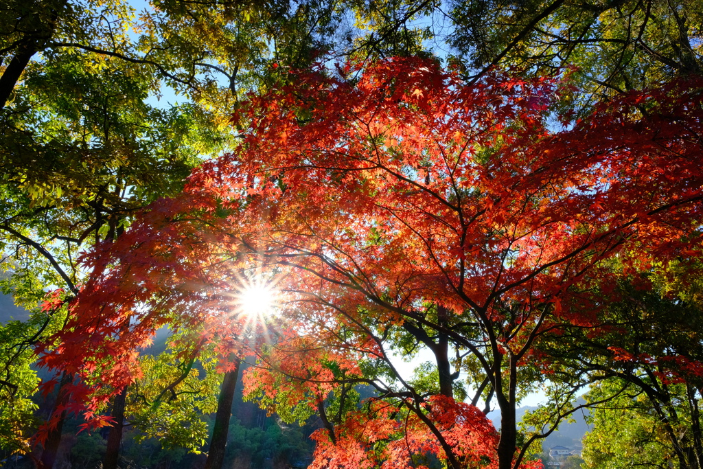 紅葉と朝日