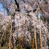 枝垂れ桜