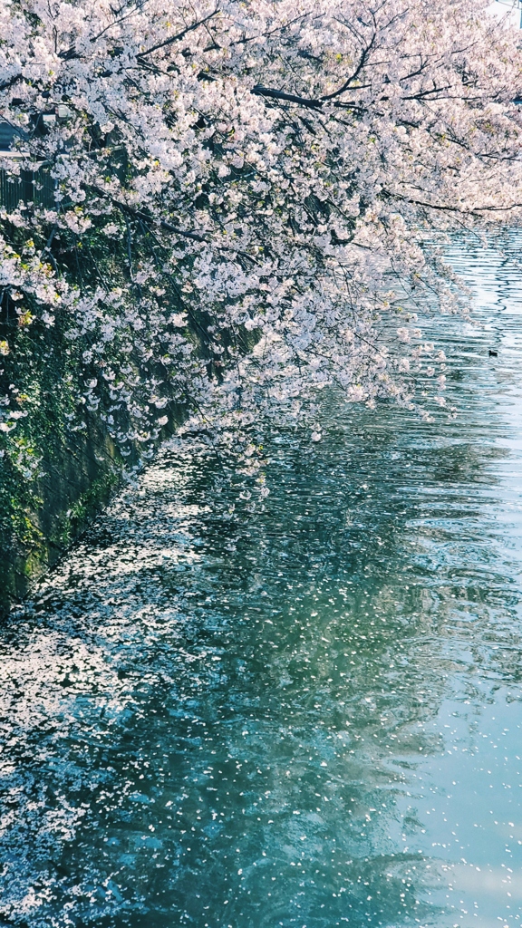 川と桜