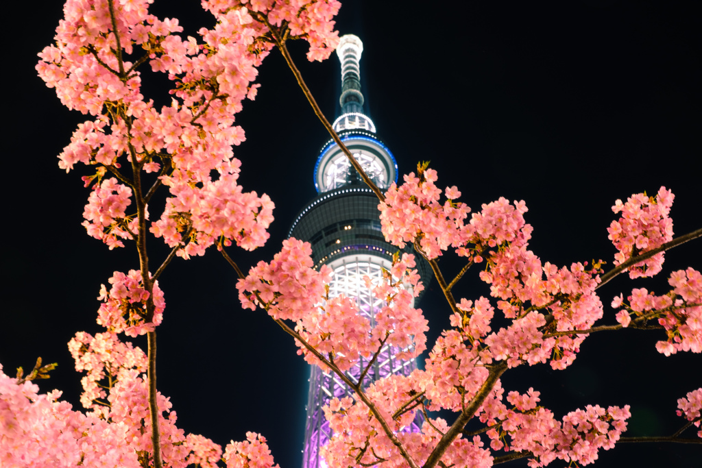 スカイツリーと桜