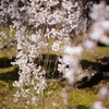枝垂れ桜
