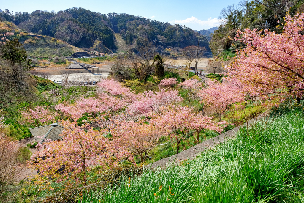 頼朝桜