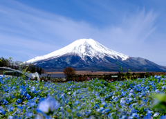 ネモフィラと富士山