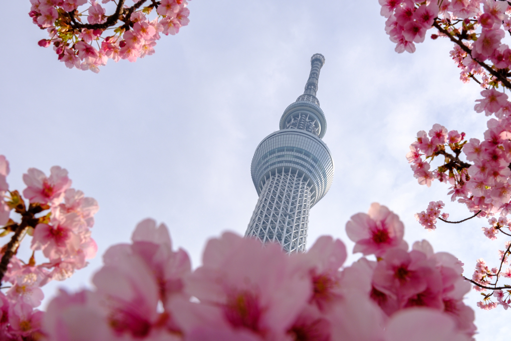 スカイツリーと河津桜