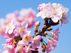 河津桜