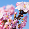 河津桜