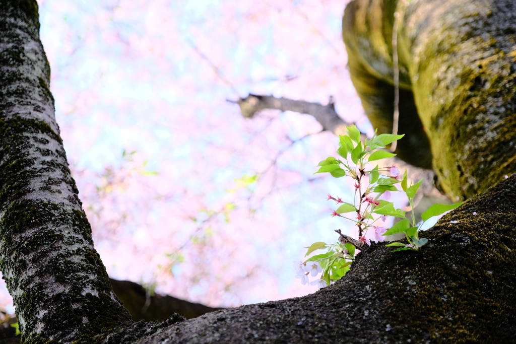 桜の新芽