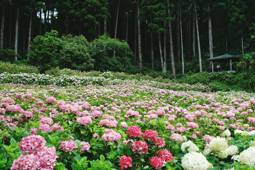 紫陽花畑