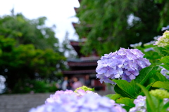 本土寺のアジサイ、五重塔を添えて