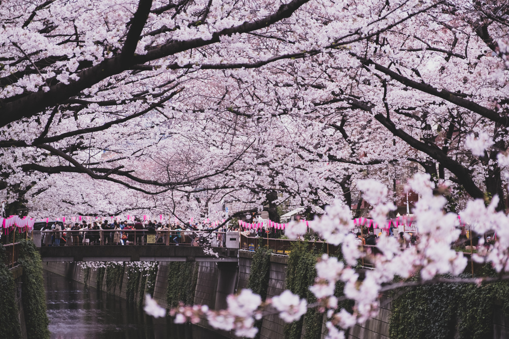 目黒川の桜まつり