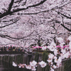 目黒川の桜まつり