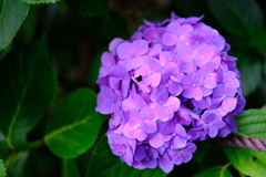 紫のアジサイ