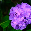 紫のアジサイ