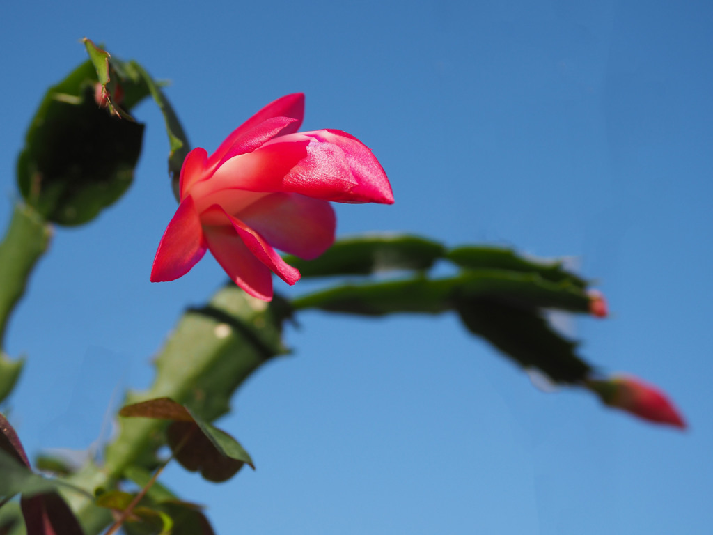 サボテンの花