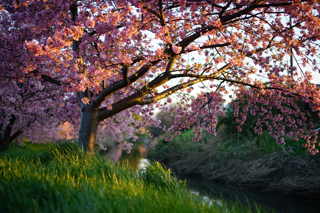 河津桜