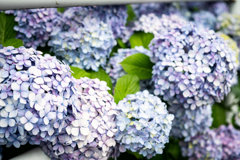 紫陽花たくさん