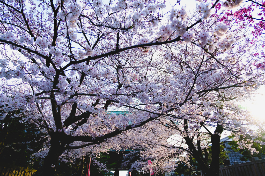 境内の桜