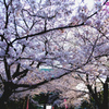 境内の桜