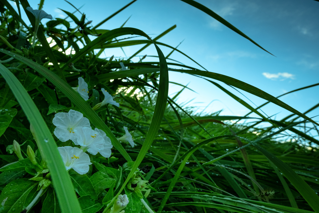 白い花と青空