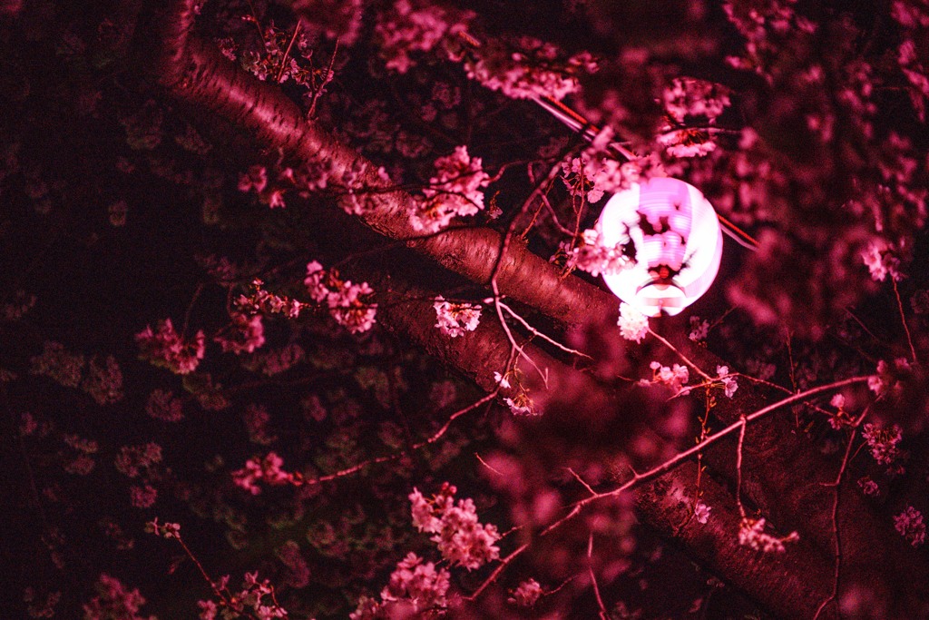 提灯と夜桜
