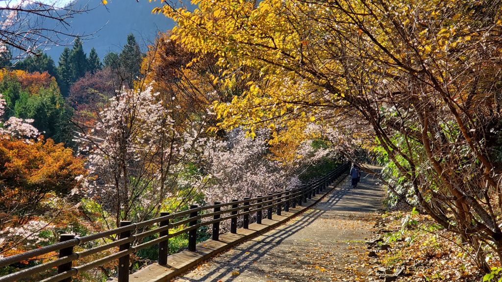 桜とイチョウ