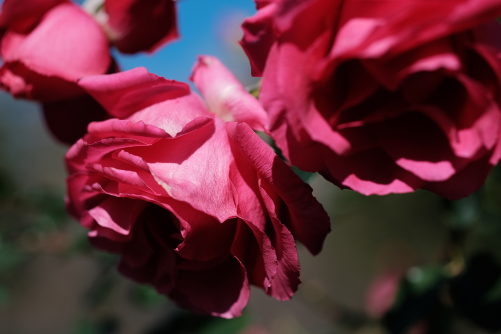 ピンク色の薔薇