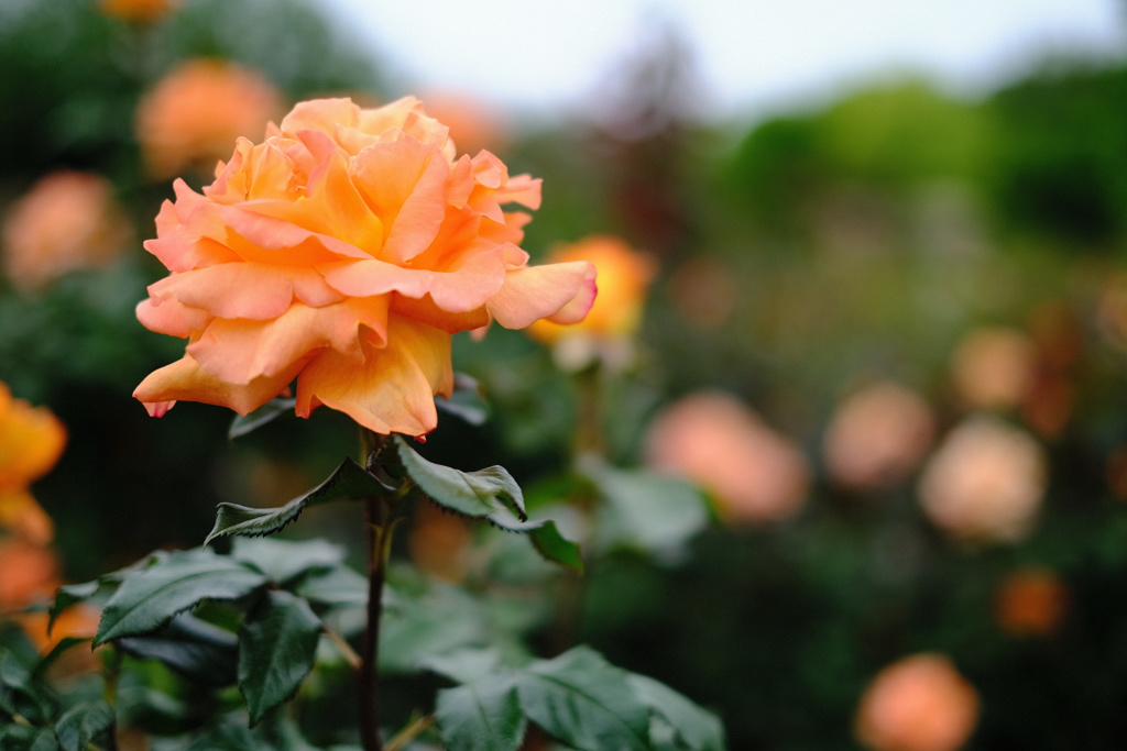 薔薇