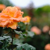 薔薇