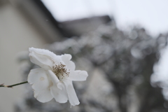 雪と花