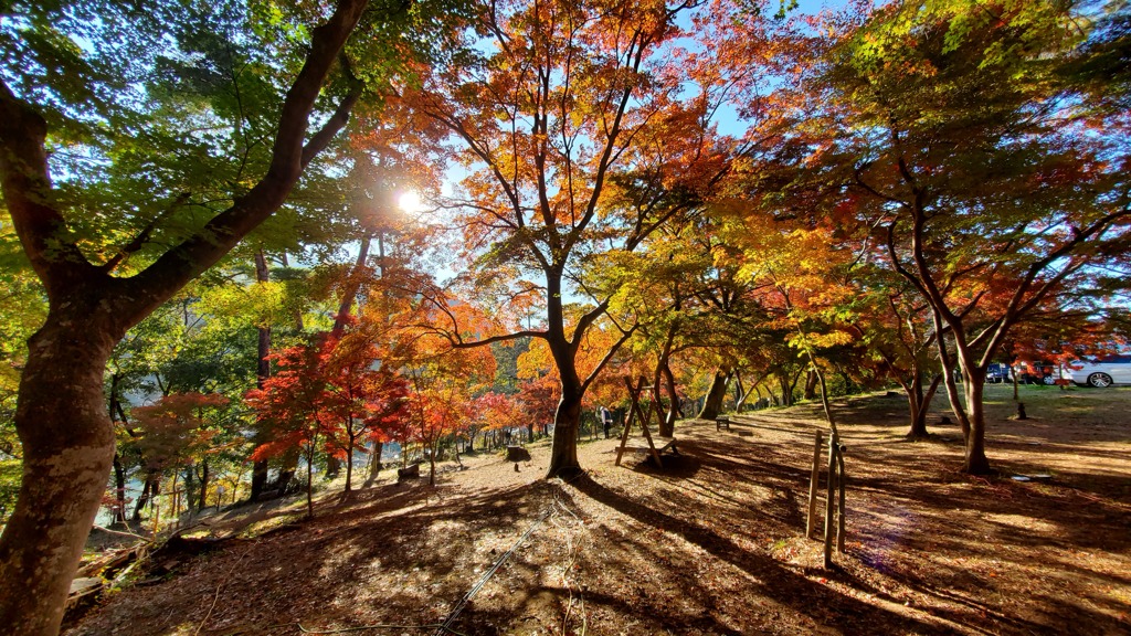 紅葉の光