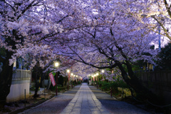 桜の道