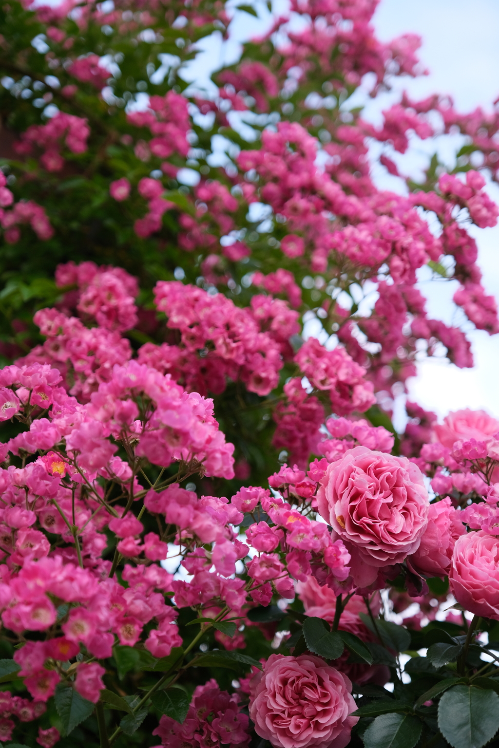 薔薇とピンクの花