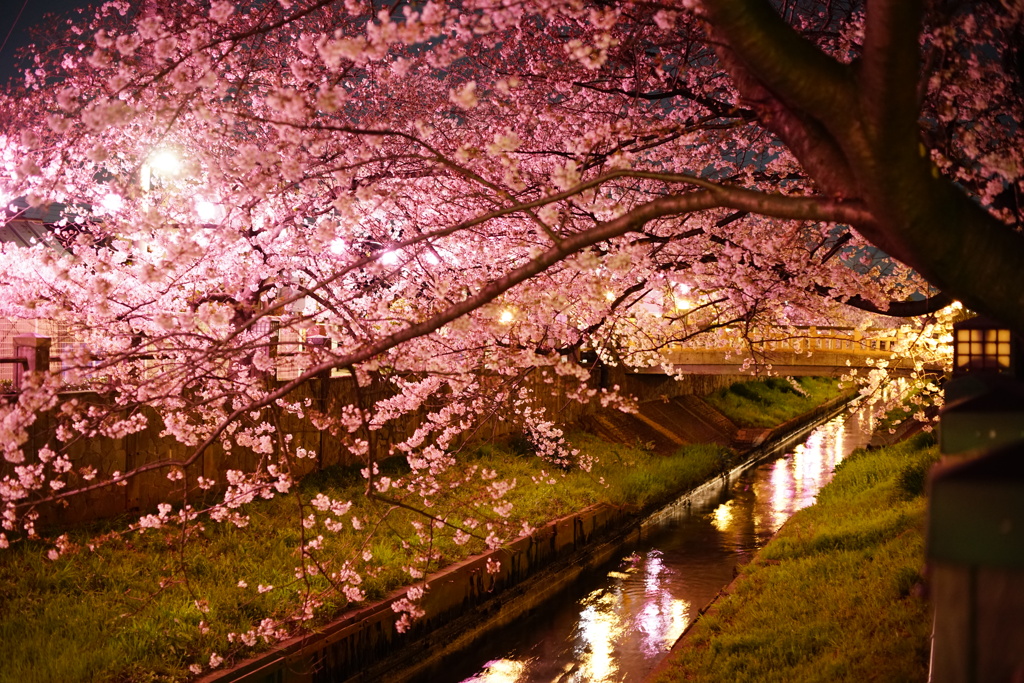川と夜桜