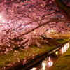 川と夜桜