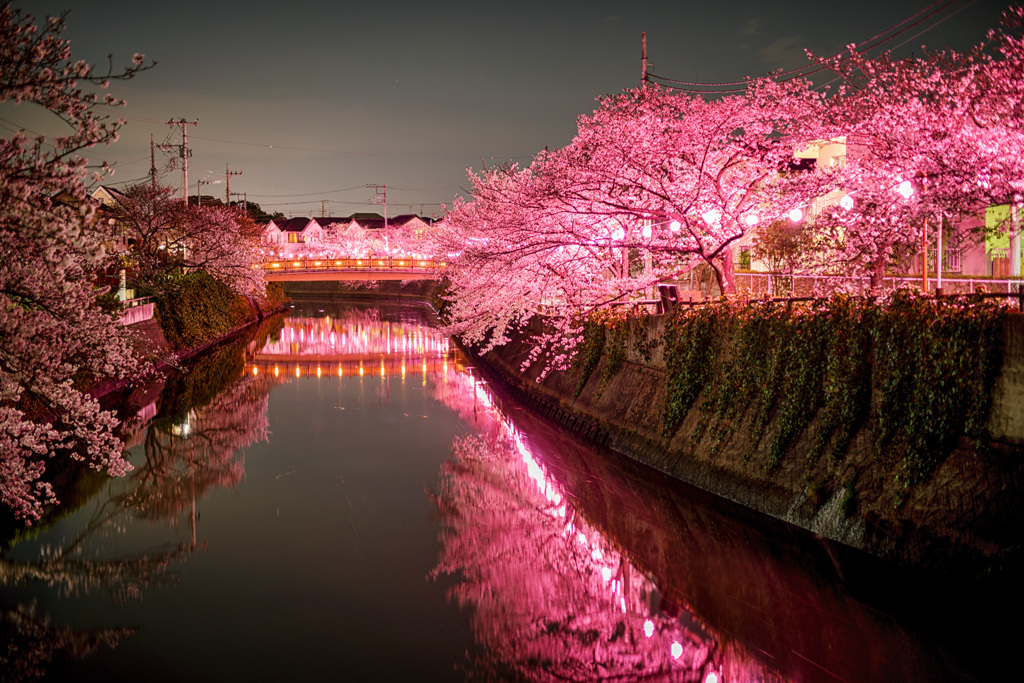 川と桜